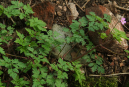 Geranium robertianum Robertskruid bestellen